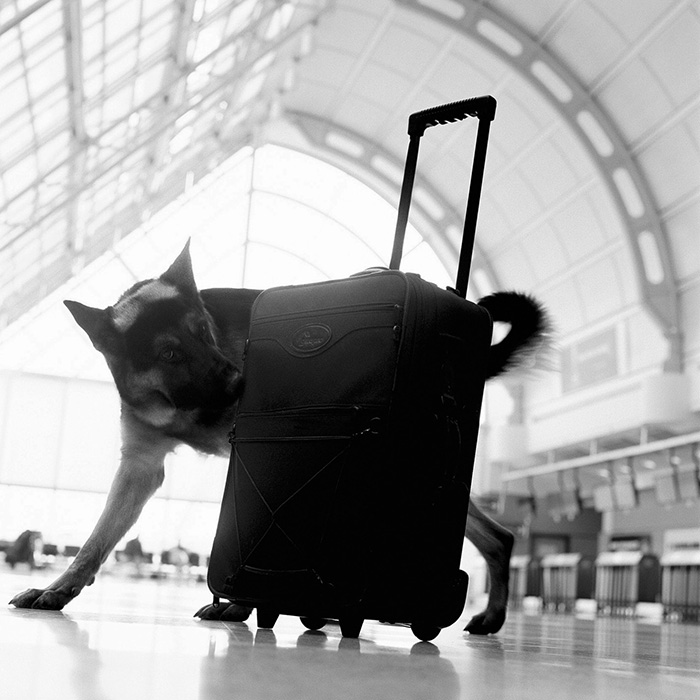 Photo: A canine from Greater Toronto Airports Authority Canine Service Unit inspects luggage at Toronto Pearson International Airport, Ontario, 2002
